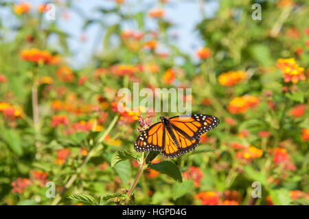 Monarch butterfly on orange lantana flowers, drinking nectar, flowers and blue sky in background. It may be the most familiar North American butterfly Stock Photo