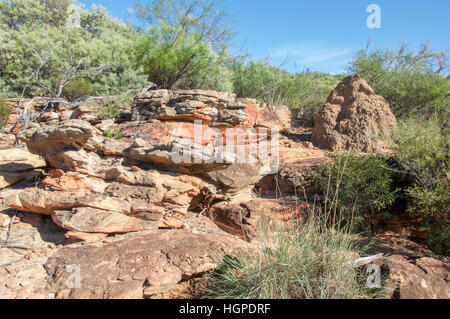 Rugged red sandstone with native flora and termite mound at the Z-bend at Kalbarri National Park in Kalbarri, Western Australia. Stock Photo