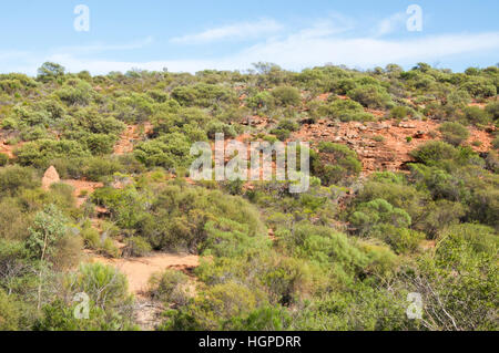 Lush bushland with native plants and termite mound under a blue sky at Kalbarri National park in Kalbarri, Western Australia. Stock Photo