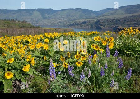 OR02258-00...OREGON - Balsamroot and lupine blooming in the Tom McCall Preserve on Rowena Crest overlooking the Columbia River. Stock Photo