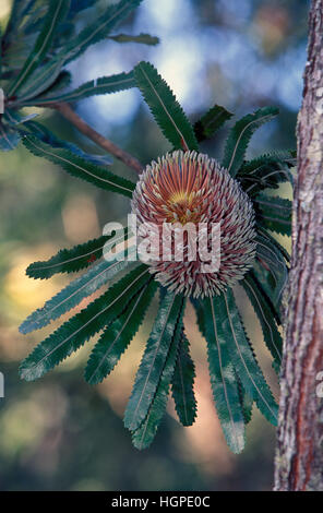 SAW-LEAF OR OLD MAN BANKSIA (BANKSIA SERRATA) Stock Photo