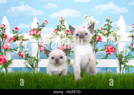 Two adorable Siamese kittens sitting in long grass with white picket fence in background, pink roses and white flowers on fence, sky background with c Stock Photo