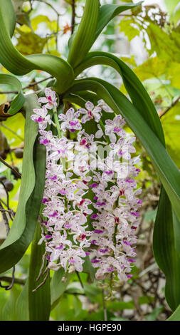 pink orchid -  Rhynchostylis gigantea blooming on garden Stock Photo