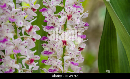 pink orchid -  Rhynchostylis gigantea blooming on garden Stock Photo