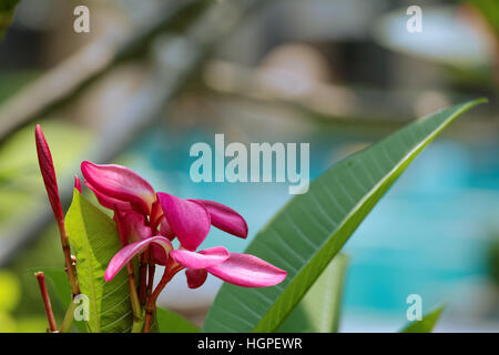 Red flowers on tropical tree among green leaves with blurred pool on background Stock Photo