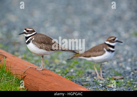 A pair of Killdeer plovers in Surfside, Parksville. Vancouver Island. BC. Canada.  SCO 11,583. Stock Photo