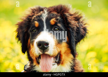 Bernese Mountain Dog Berner Sennenhund Puppy Close Up Stock Photo