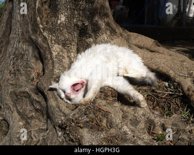Adult cat yawning in the sunshine nestled under olive tree Stock Photo
