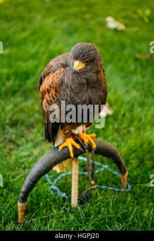 The Harris's hawk (Parabuteo unicinctus) formerly known as the bay-winged hawk or dusky hawk, is a medium-large bird of prey that breeds from the sout Stock Photo