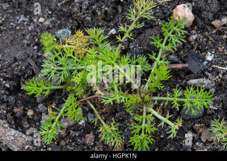 Echte Kamille, Blatt, Blätter vor der Blüte, Blattrosette, Matricaria recutita, Syn. Chamomilla recutita, Matricaria chamomilla, German Chamomile, wil Stock Photo