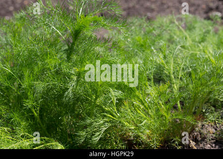 Echte Kamille, Blatt, Blätter vor der Blüte, Blattrosette, Matricaria recutita, Syn. Chamomilla recutita, Matricaria chamomilla, German Chamomile, wil Stock Photo