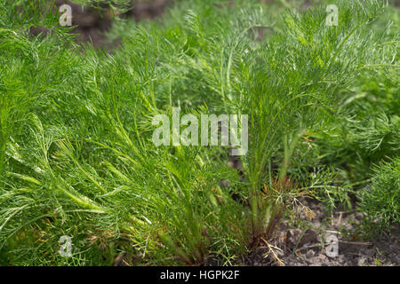 Echte Kamille, Blatt, Blätter vor der Blüte, Blattrosette, Matricaria recutita, Syn. Chamomilla recutita, Matricaria chamomilla, German Chamomile, wil Stock Photo