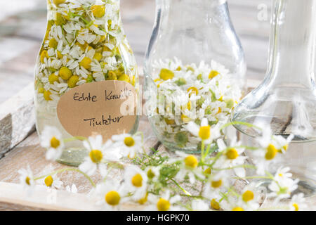 Kamillenblüten-Tinktur, Kamilleblüten-Tinktur, Kamillen-Tinktur, Kamille-Tinktur, Blüten von Kamille werden in Alkohol ausgezogen, alkoholischer Auszu Stock Photo