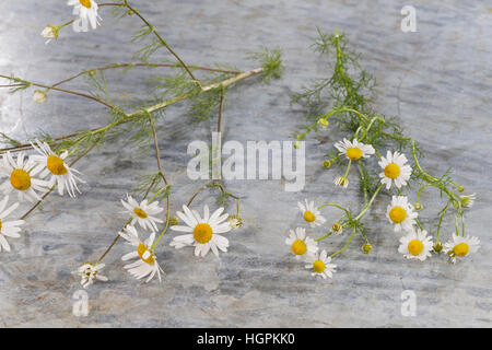 Vergleich zwischen Echter Kamille (rechts) und Unechter Kamille (links). Echte Kamille, Matricaria recutita, Chamomilla recutita, Matricaria chamomill