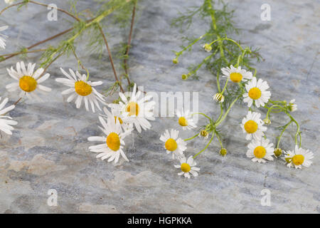 Vergleich zwischen Echter Kamille (rechts) und Unechter Kamille (links). Echte Kamille, Matricaria recutita, Chamomilla recutita, Matricaria chamomill