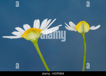 Vergleich zwischen Echter Kamille (rechts mit im Längsschnitt hohlem Blütenboden) und Unechter Kamille (links mit gefülltem Blütenboden). Echte Kamill