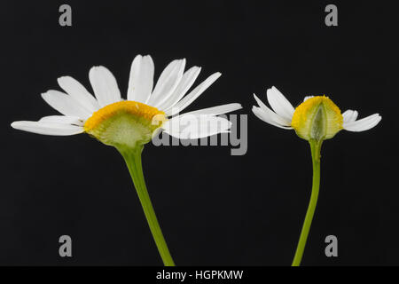 Vergleich zwischen Echter Kamille (rechts mit im Längsschnitt hohlem Blütenboden) und Unechter Kamille (links mit gefülltem Blütenboden). Echte Kamill
