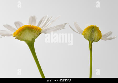 Vergleich zwischen Echter Kamille (rechts mit im Längsschnitt hohlem Blütenboden) und Unechter Kamille (links mit gefülltem Blütenboden). Echte Kamill
