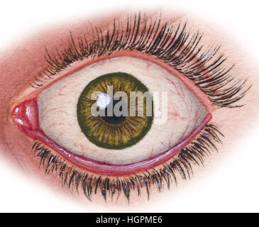 Human eyeball in situ Stock Photo