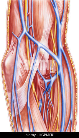 Some of the parts of the forearm shown include: superior ulnar collateral artery, ulnar nerve, inferior ulnar collateral artery, medial epicondyle, br Stock Photo