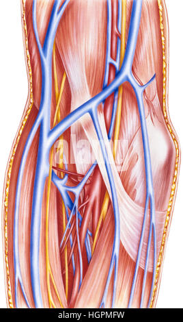 Some of the parts of the forearm shown include: superior ulnar collateral artery, ulnar nerve, inferior ulnar collateral artery, medial epicondyle, br Stock Photo