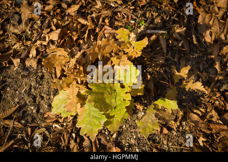 Early life of an oak tree. Stock Photo