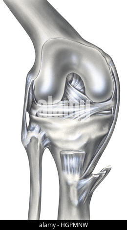 The bony view (left) shows the femur, cut edge of the synovial capsule, meniscus, fibula, tibia, patella, anterior cruciate ligament, posterior crucia Stock Photo