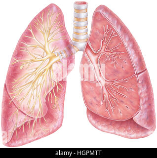 Lungs - Cutaway View. Human lungs showing the trachea and bronchial tree. Stock Photo