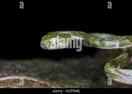 White-spotted cat snake (Boiga drapiezii) in tropical rainforest of Malaysia
