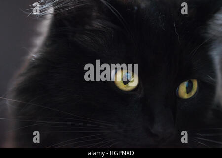 Beautiful fluffy black cat in closeup showing stunning golden eyes. Peaceful, graceful, atmospheric, contemplative