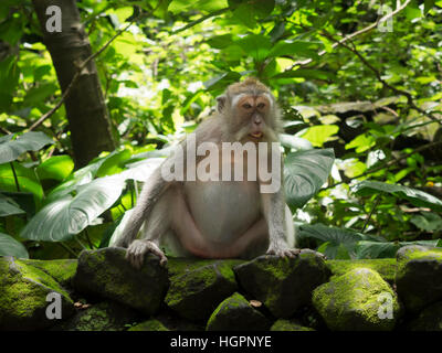 Affe im Ubud Monkey Forest Stock Photo