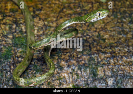 White-spotted cat snake (Boiga drapiezii) in tropical rainforest of Malaysia