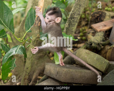 Kleiner Affe im Ubud Monkey Forest Stock Photo