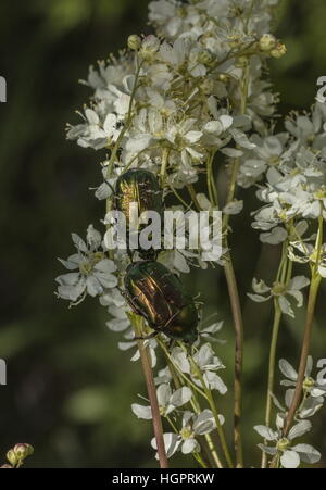 Rose Chafer beetles, Cetonia aurata, feeding on the flowers of Dropwort. Stock Photo