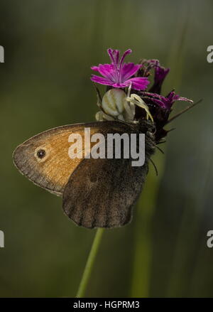 Meadow Brown butterfly, caught by Crab Spider on Carthusian Pink Stock Photo