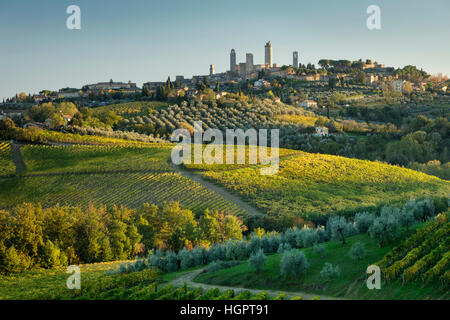 Evening sunlight on the vineyards and olive groves below San Gimignano, Tuscany, Italy Stock Photo