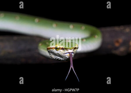 Wagler's pit viper (Tropidolaemus wagleri) sampling air particles with forked tongue in the tropical rainforest of Malaysia Stock Photo