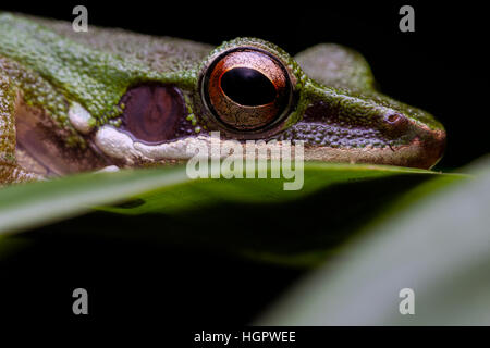 White-lipped Frog (Hylarana labialis)