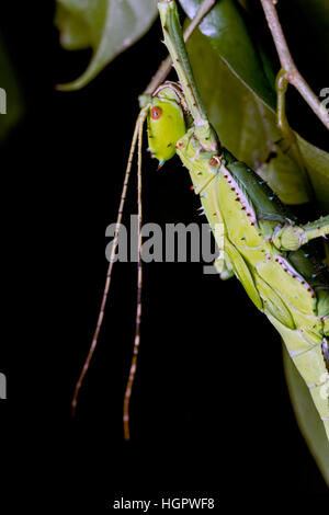 Malaysian stick insect (Heteropteryx dilatata) Stock Photo