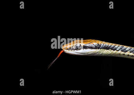 Painted Bronzeback Tree Snake (Dendrelaphis pictus) sampling air particles with forked tongue on edge of tropical rainforest in Malaysia Stock Photo