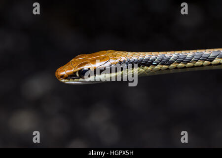 Painted Bronzeback Tree Snake (Dendrelaphis pictus) on the edge of tropical rainforest in Malaysia Stock Photo