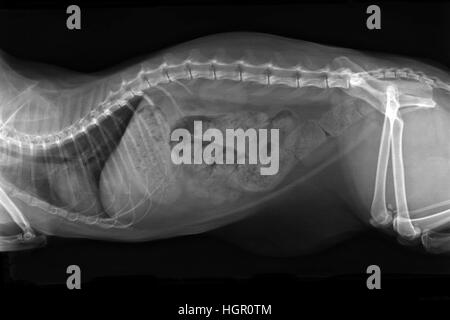 XRay image of obese cat with complete intestinal obstruction - constipated. Lateral view Stock Photo