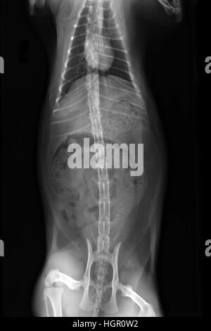 XRay image of obese cat with complete intestinal obstruction - constipated. top view Stock Photo