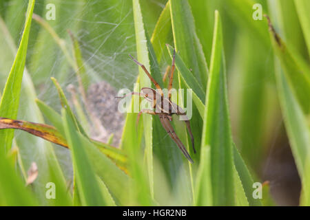 Great raft spider, Dolomedes plantarius, also called fen raft spider ...