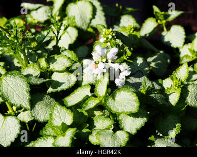 Blooming Lamium maculatum 'White Nancy' (spotted henbit, spotted dead-nettle, purple dragon) Stock Photo