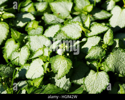 Blooming Lamium maculatum 'White Nancy' (spotted henbit, spotted dead-nettle, purple dragon) Stock Photo