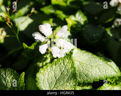 Blooming Lamium maculatum 'White Nancy' (spotted henbit, spotted dead-nettle, purple dragon) Stock Photo