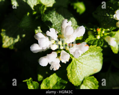 Blooming Lamium maculatum 'White Nancy' (spotted henbit, spotted dead-nettle, purple dragon) Stock Photo