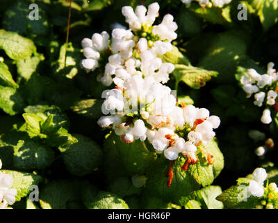 Blooming Lamium maculatum 'White Nancy' (spotted henbit, spotted dead-nettle, purple dragon) Stock Photo