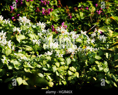 Blooming Lamium maculatum 'White Nancy' (spotted henbit, spotted dead-nettle, purple dragon) Stock Photo